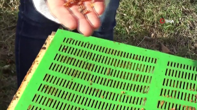 Doç. Dr. Kekeçoğlu, “Propolis Koronavirüse Karşıda Etkili Olabilir”