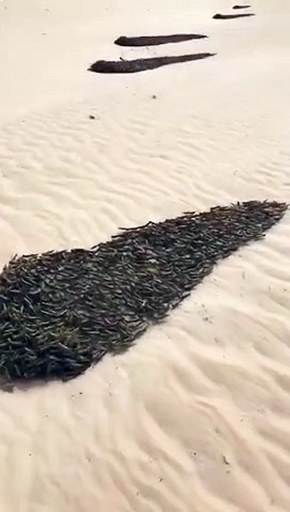 إستراحة الجراد بعد قطعه لمسافات طويلة في الصحراء. سبحان الله