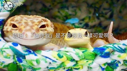 petmao_nownews-copy4-20200318-13:21