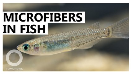 Microfibers found to change fish' reproductive, respiratory systems