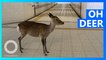 Nara deer leave park in search of food amid Chinese coronavirus