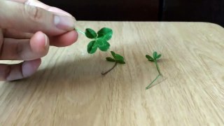 A 4-leaf, 5-leaf and a tiny nibbled 5-leaf clover!