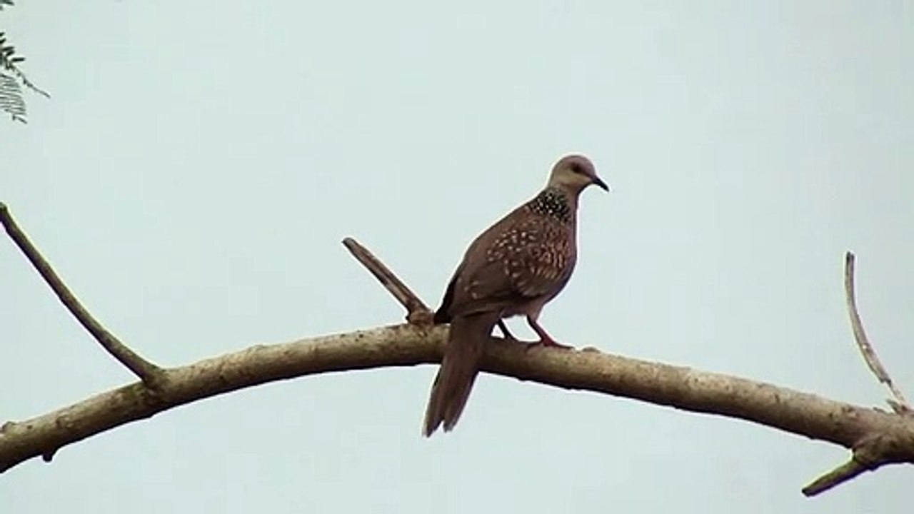 laughing  dove bird