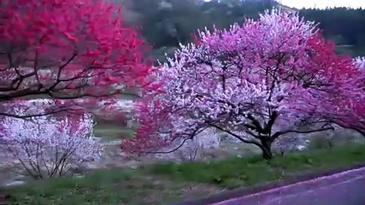 朝の月川温泉郷 花桃の里を歩いてみました