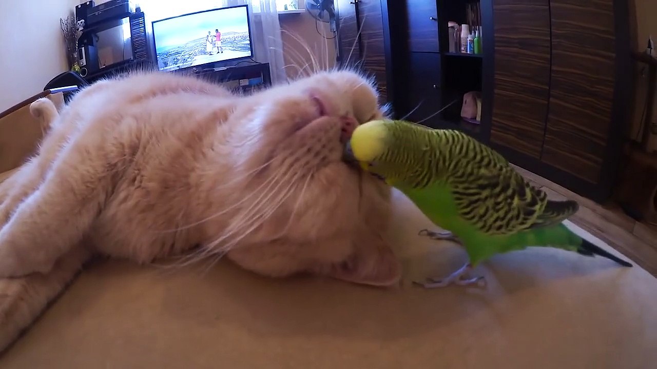 The cat is friends with the parrot. Кот дружит с попугаем.
