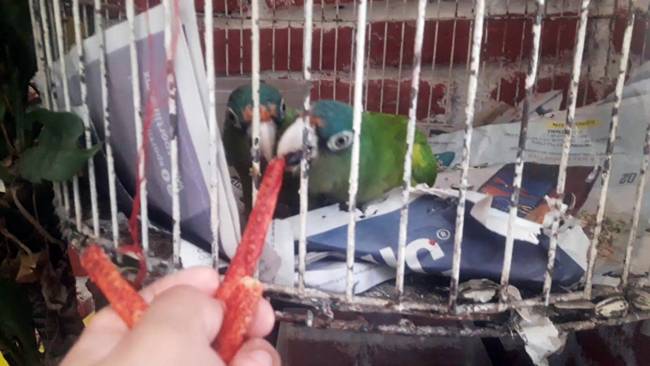 Pericos frente naranja comiendo Doritos Dinamita