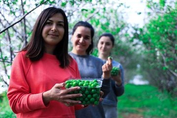 Dubai'ye kilosu 500 liradan yeşil erik