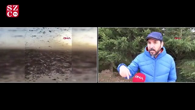 'Çöl çekirgesi' açıklaması: Geliyorlar bizi yok edecekler? gibi bir durum yok