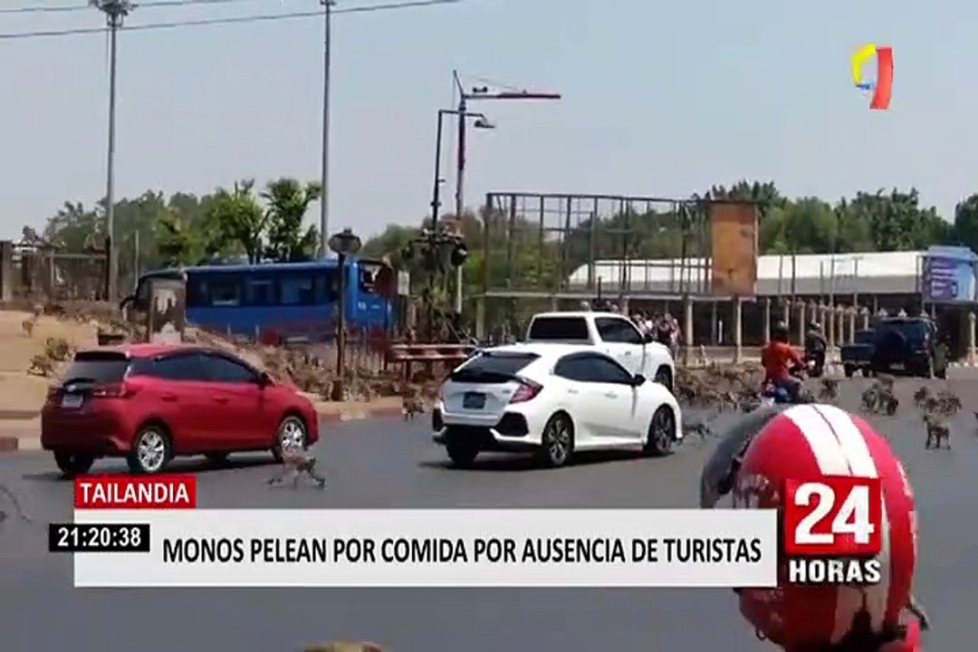Monos pelean por comida en Tailandia