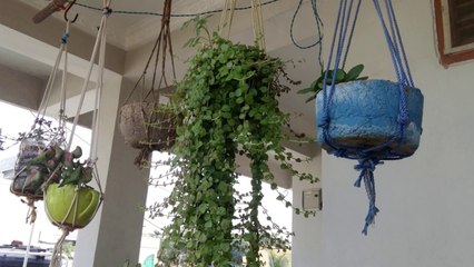 Hanging baskets