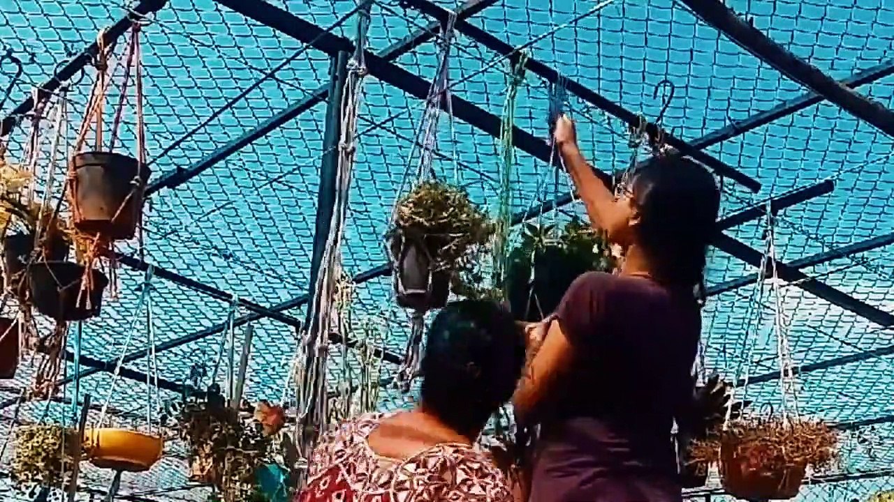 Arranging hanging baskets