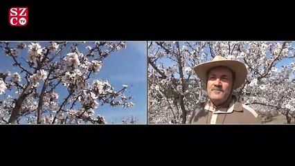 Datça bademine rakip çıktı