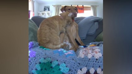 Il découvre ce que font son chat et son chien quand il n'est pas là... Merveilleux