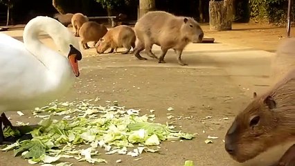 Capivaras e Cisne ganâncioso