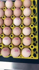 Eggs expiry date printing machine in Pakistan