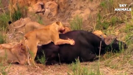 Hash Life Of Lion - Buffalo Vs Lion Fight To Death - Let's Explore the Animal Pl_HD