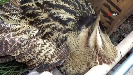 Nesli tükenmekte olan 'Hint gölet balıkçıl kuşu' Adıyaman'da görüldü