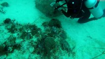 Divers Rescue a Trapped Stonefish