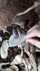 Alimentation Bernard l'Hermite Terrestre