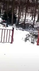 Startled Deer Gets Stuck in Gate- funny videos
