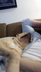 Doggy Uses Face Skin as a Pillow- funny videos