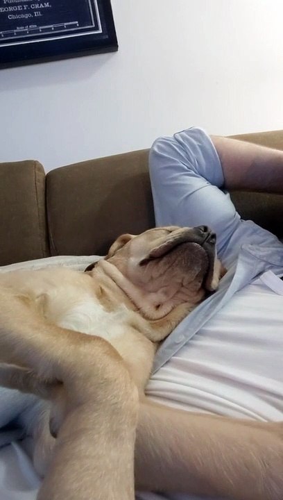 Doggy Uses Face Skin as a Pillow- funny videos