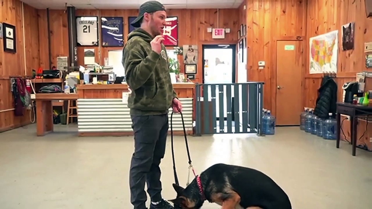 How to learn your dog to enjoy wearing a collar |German Shepherd Dog Training | Dog Training | My dog HATES being touched |