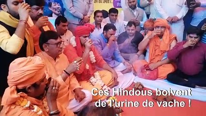Inde: de l'urine de vache pour se protéger du coronavirus