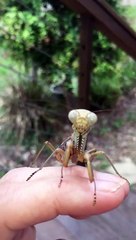 Attention, cette mante religieuse vous regarde