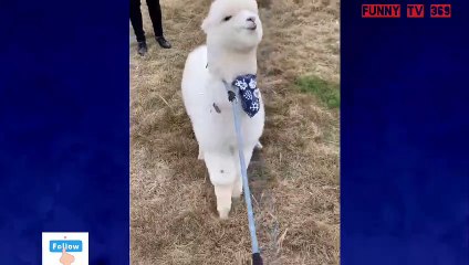 The toughest sheep in the year makes the boss give up