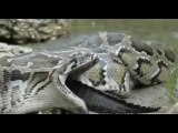 5 Things You Won't BELIEVE Were Eaten By SNAKES-