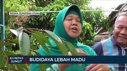 Budi Daya Lebah Madu Warga Di kota Pematangsiantar