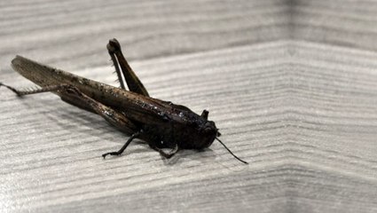 İran'ı istila eden ve karşısına çıkan her şeyi yiyen çekirgelerden biri Yüksekova'da görüldü