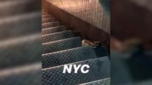 Un rat descend les escaliers du métro avec un énorme sandwich dans la bouche