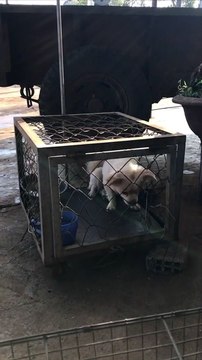 Escape Artist Dog Exits Cage