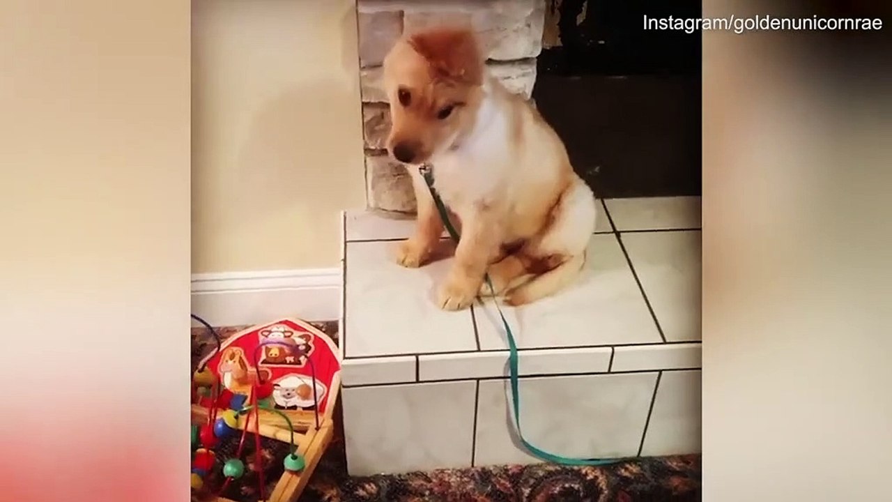 Rae le chiot unicorne devenue une star sur les réseaux sociaux