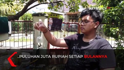 Download Video: Menggiurkan, Bisnis Ikan Hias Raih Omzet Hingga Puluhan Juta Rupiah