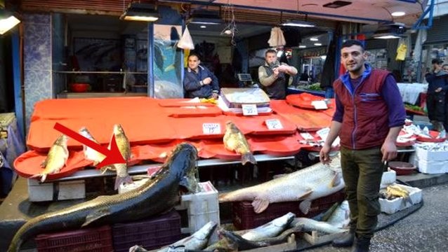 Keban barajında avlanan balıkçının yakaladığı 2 metre turna balığı görenleri şaşırttı