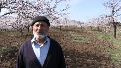 'Dünya kayısı başkenti' çiçek açtı - MALATYA