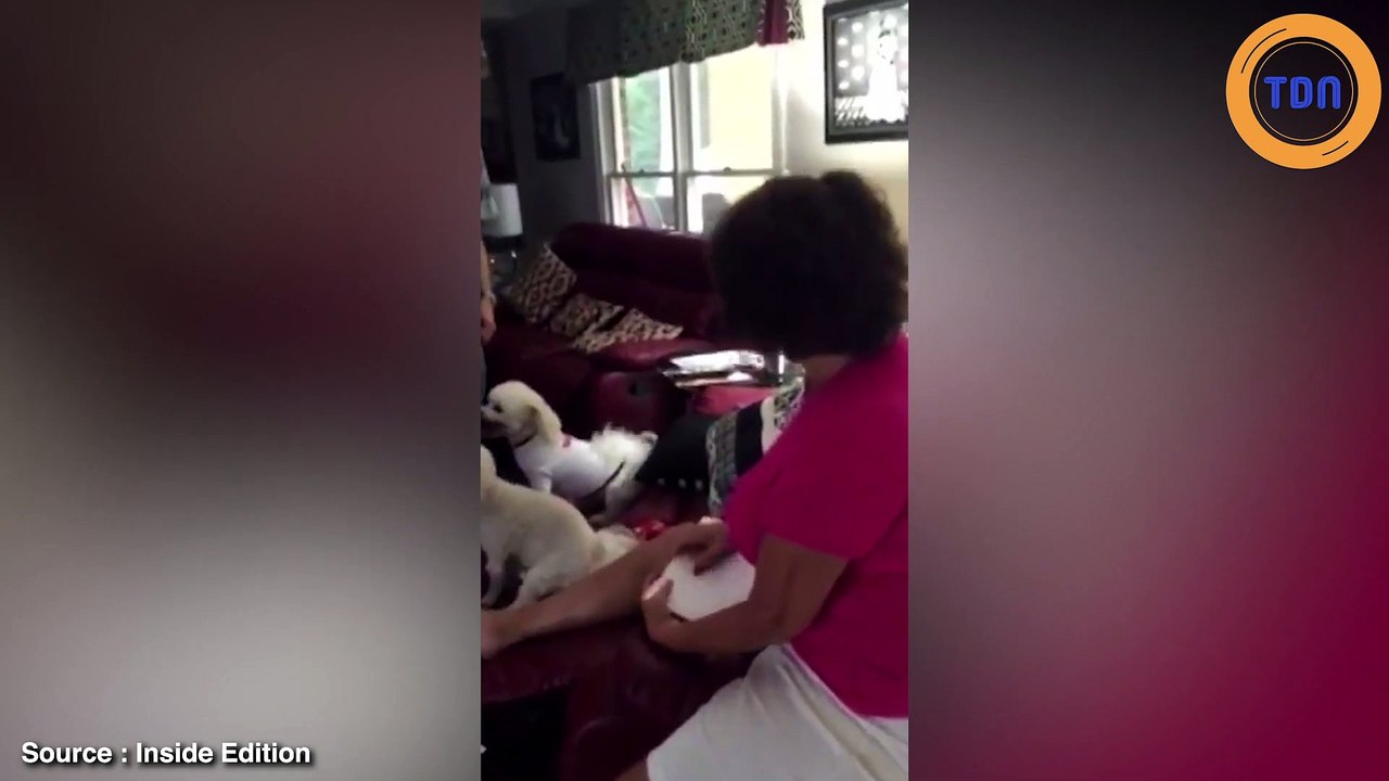 Ce chien s’approche de la grand-mère avec une bonne nouvelle et elle tombe à la renverse