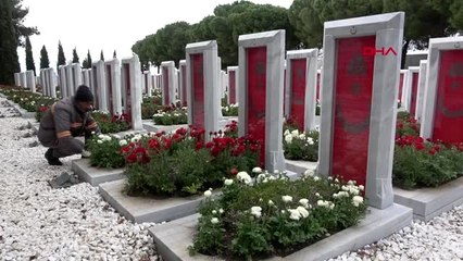 ÇANAKKALE-Şehit mezarlarına kırmızı-beyaz 11 bin şakayık dikildi