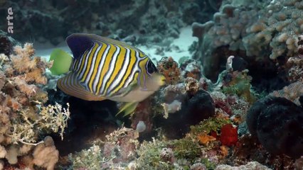 La vie dans les atolls