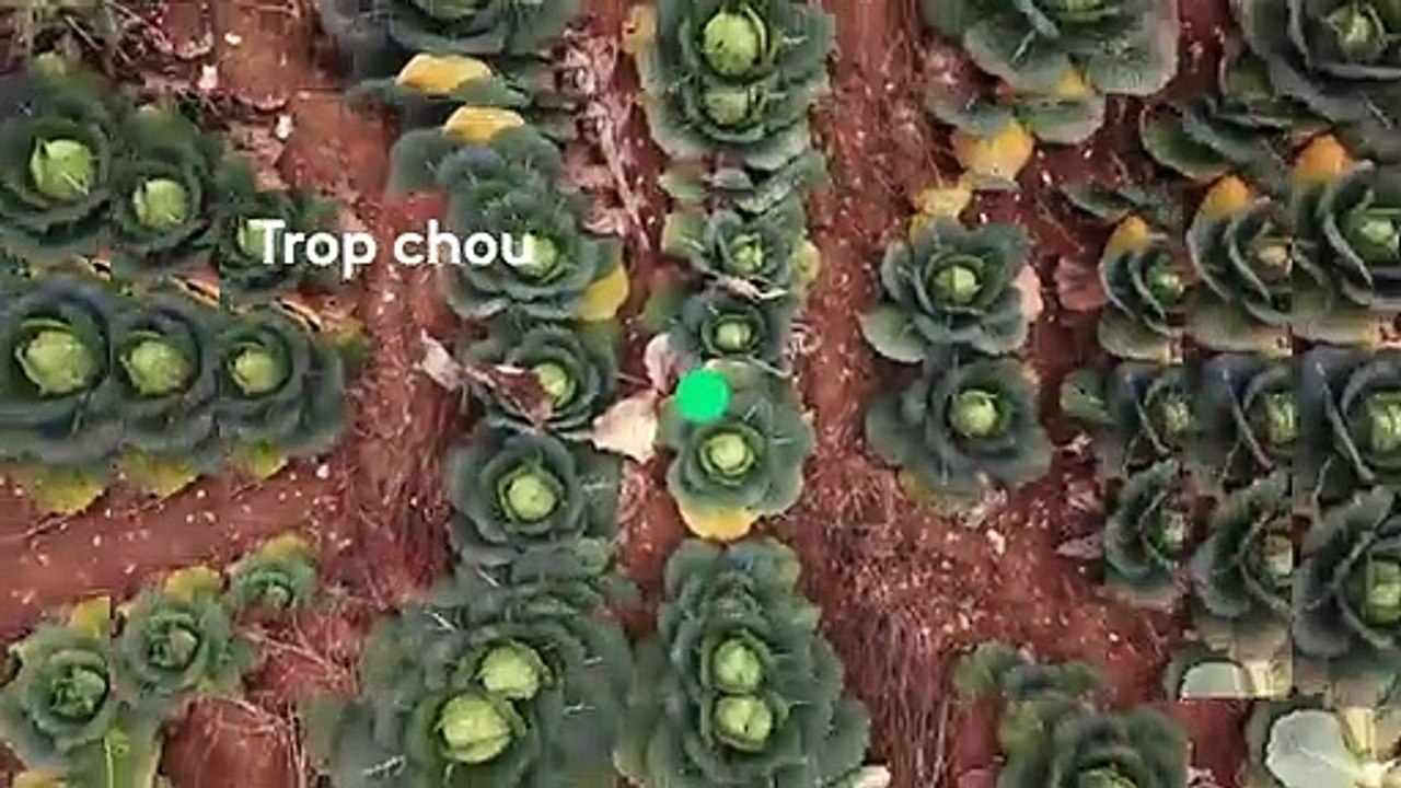 Le chou, un légume à la mode, à la mode !