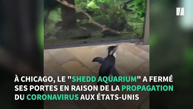 Coronavirus: aux États-Unis, un pingouin profite de l'épidémie pour visiter un aquarium