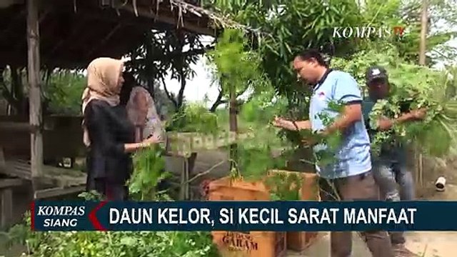 Ini dia Olahan Daun Kelor yang Bermanfaat Bagi Kesehatan