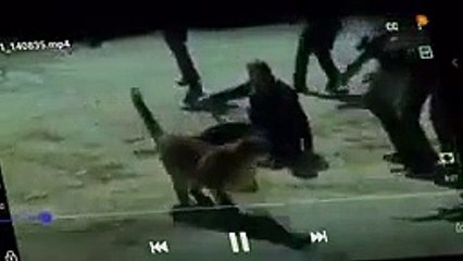 امرأة تهزم أسد بضربة واحدة رغم نحافتها