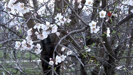 Elazığ'da bahar havası, ağaçlar çiçek açtı