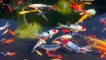 funny fishes # fishes # fishes # the best fishes