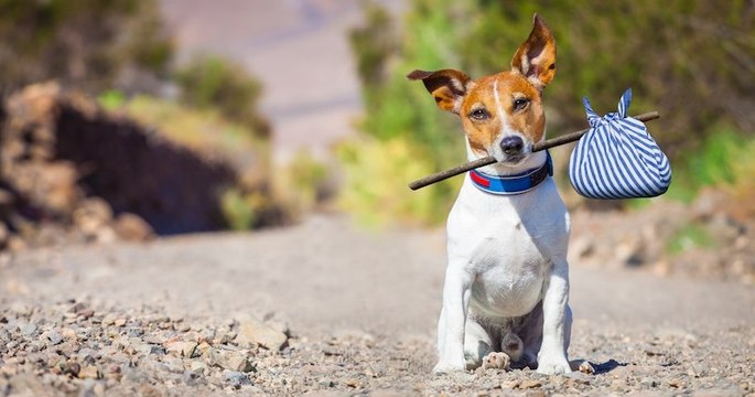 Coronavirus : la SPA ferme ses refuges au public et craint une vague d'abandons