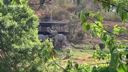 Coronavirus: Elephant camps deserted in Thailand raise fears animals could starve